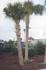 Two palm trees